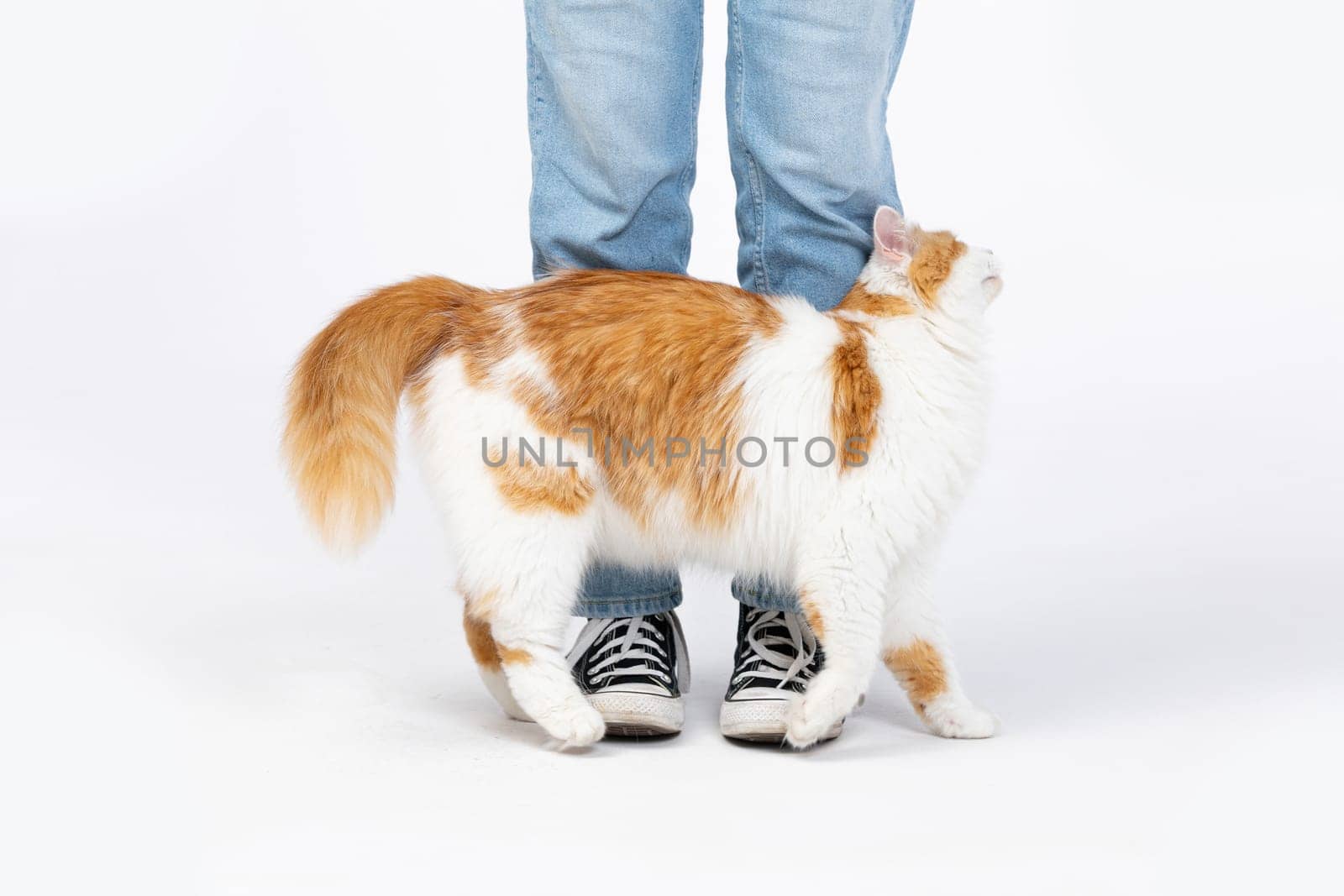 The cat playfully interacts with its owner, emphasizing the deep companionship shared in a casual indoor setting