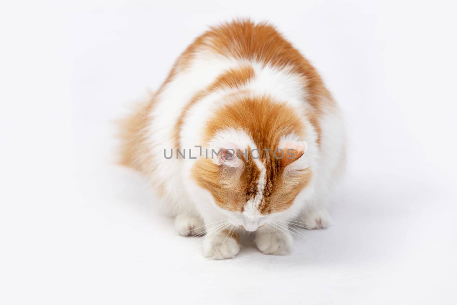 A fluffy orange and white cat is curiously peering down, wonderfully displaying its playful and charming behavior