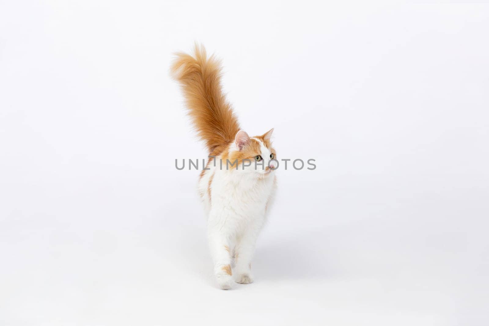 A charming ginger and white cat is curiously strolling around on a plain white background that is completely empty
