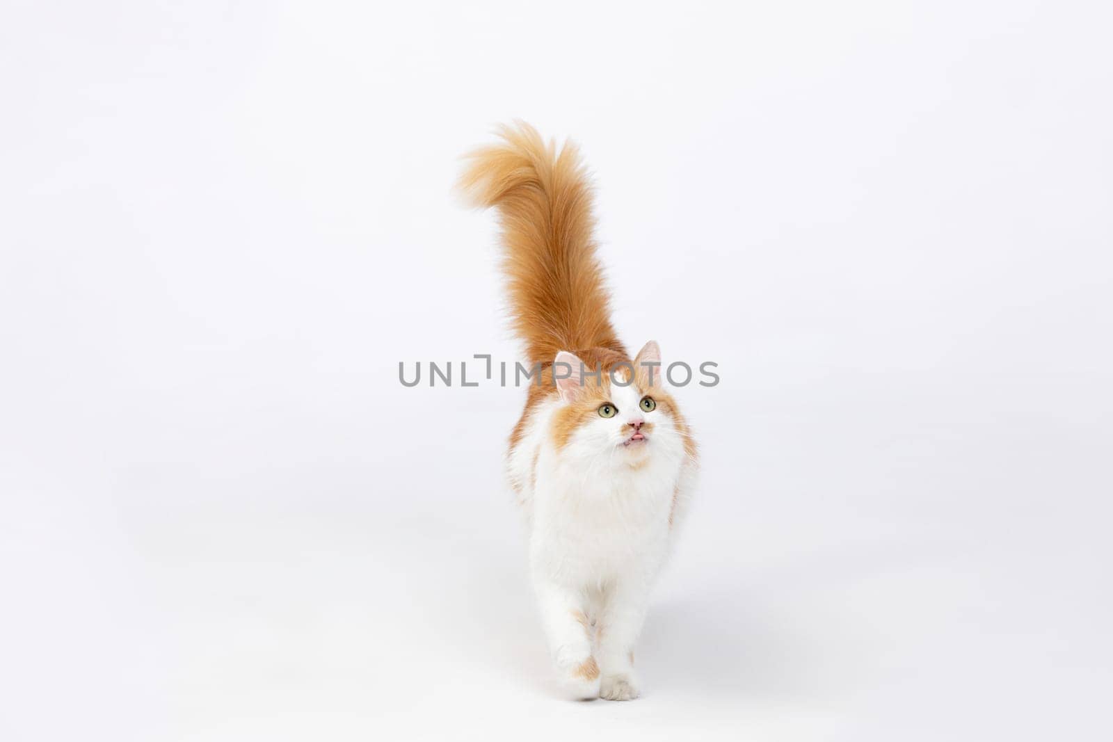 A playful orange and white cat gracefully walking, showcasing its fluffy tail and curious expression.