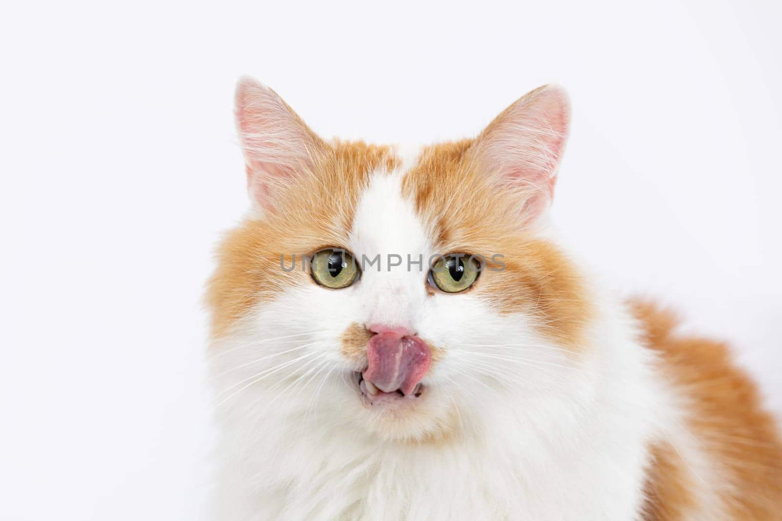 A cute orange and white cat is playfully sticking out its little tongue, which is perfect for all pet lovers