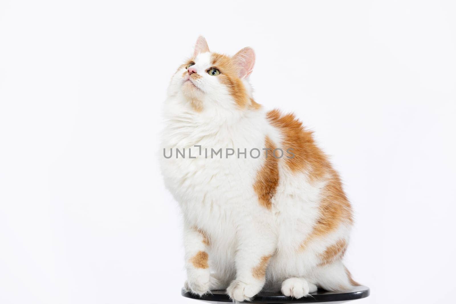 A fluffy ginger and white cat is looking up curiously, showcasing its playful personality and charming nature