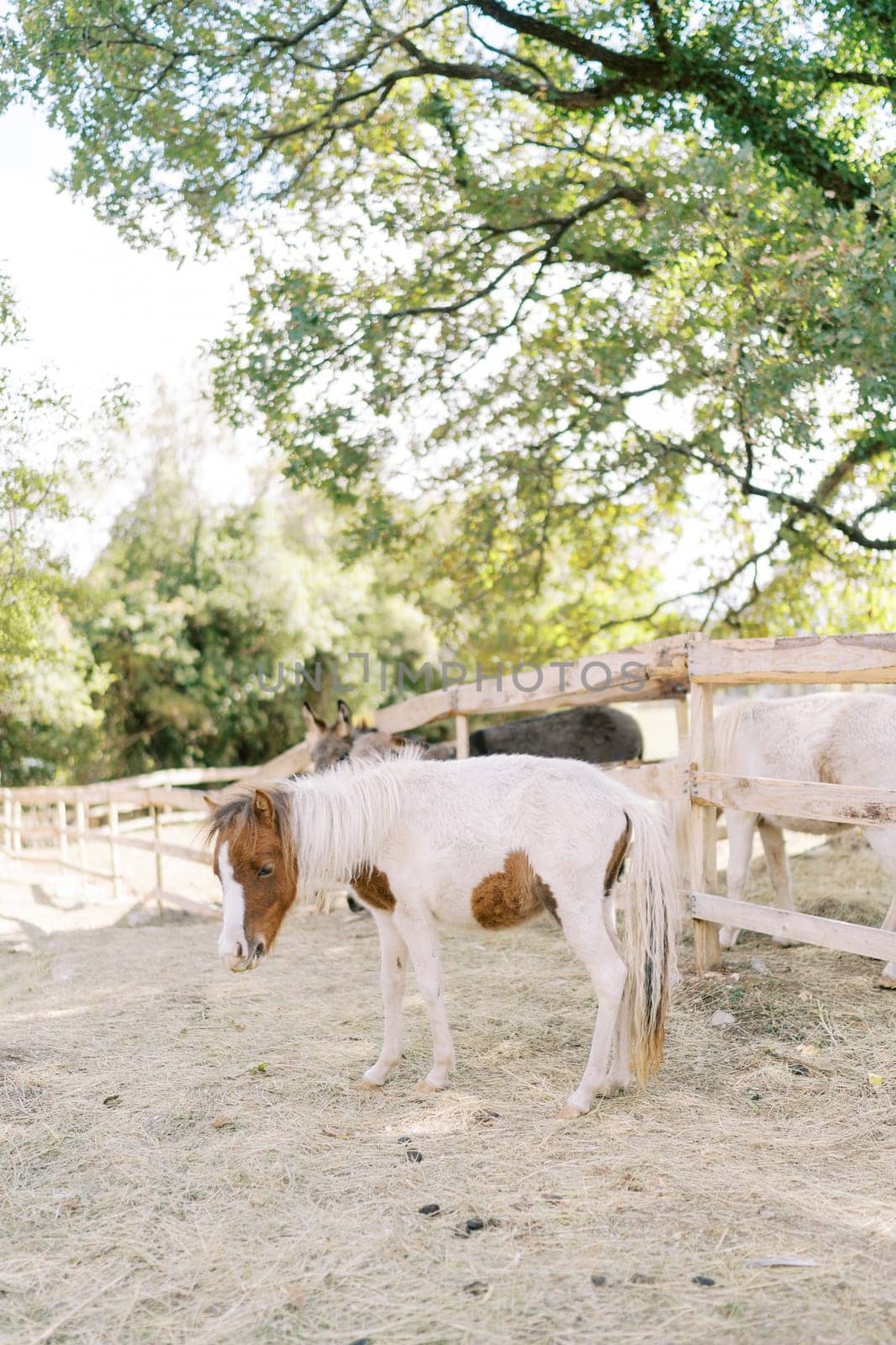White and brown pony stands by a wooden fence in the park and looks down. High quality photo