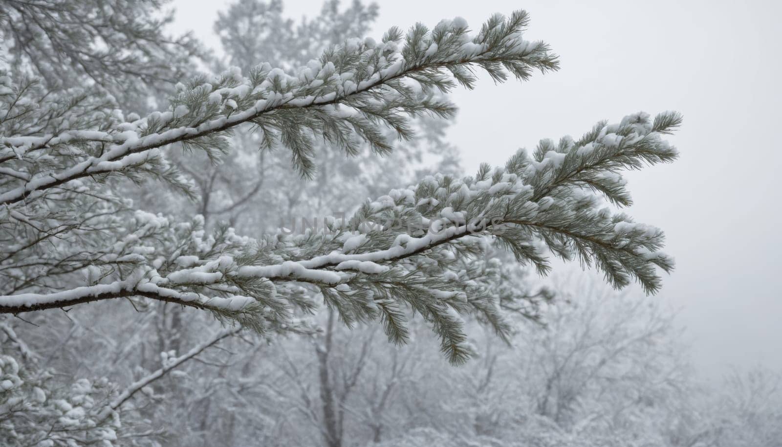 Frosted pine branches hang delicately, adorned with fresh snow, as the serene winter landscape fades into a soft blur, evoking peaceful calmness.
