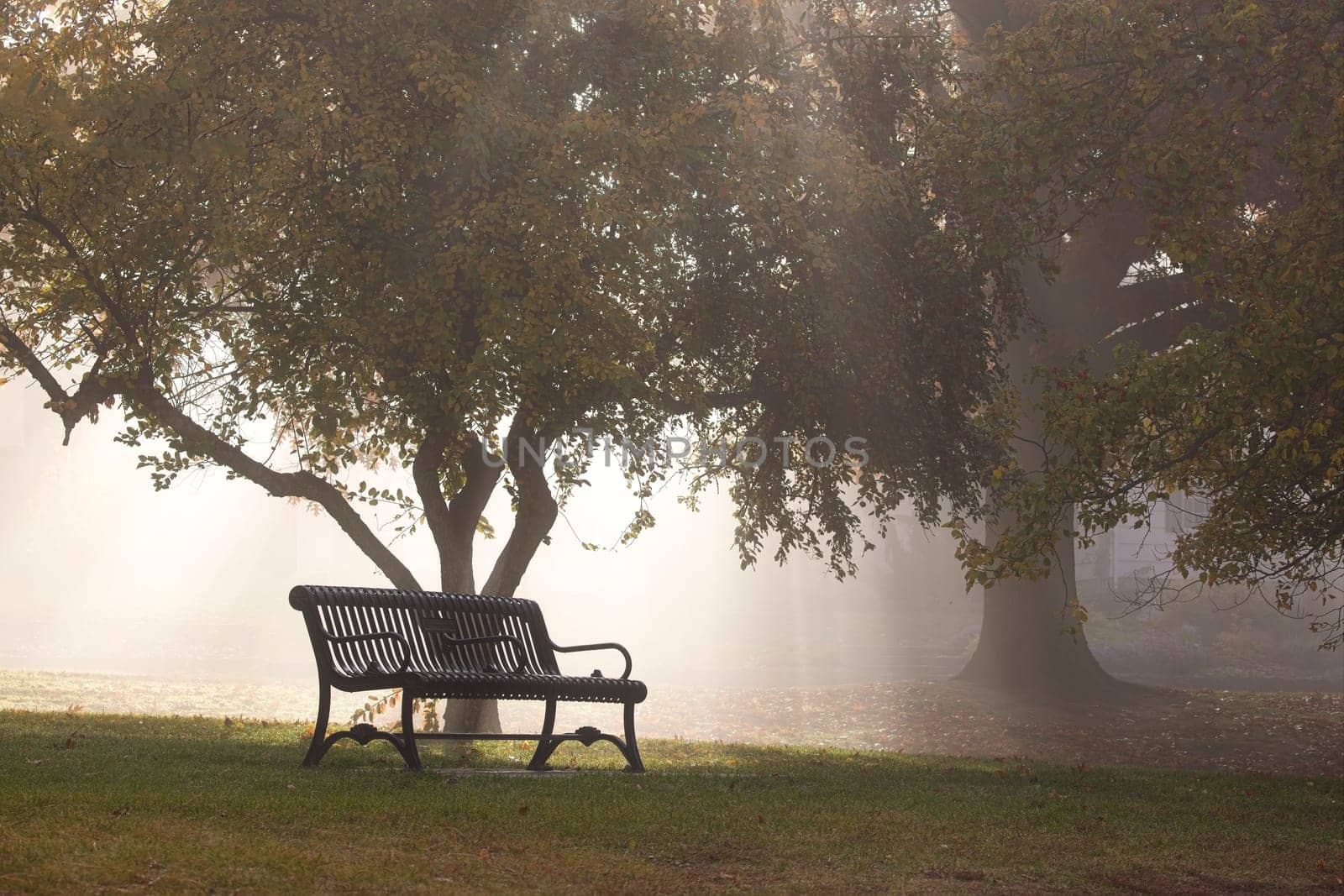 An empty park bench and a small tree in partial fog are backlit by the morning sun in Spokane, Washington.