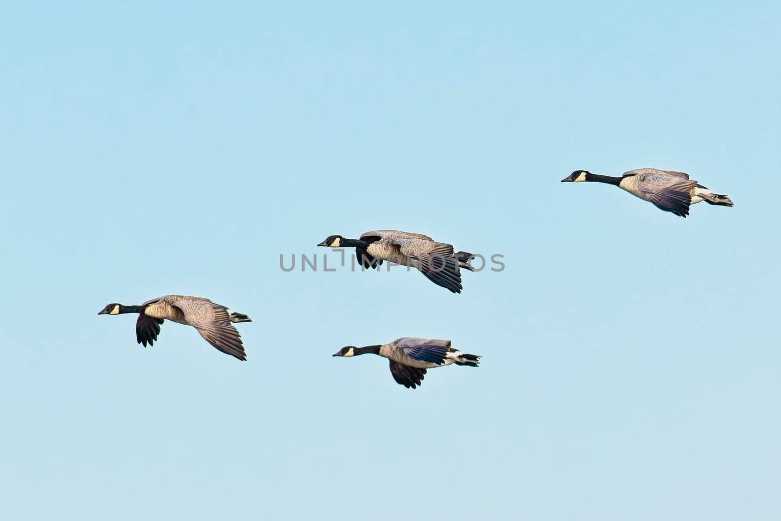 A flock of canadian geese fly in formation on a bright and sunny day in eastern Washington.