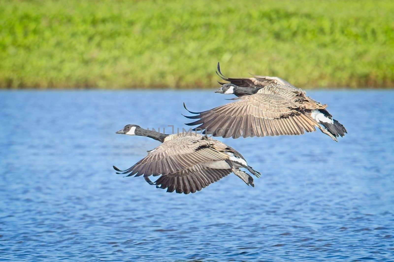 Two canadian geese descend from the air and are getting ready to land in the water near Liberty Lake, Washington.