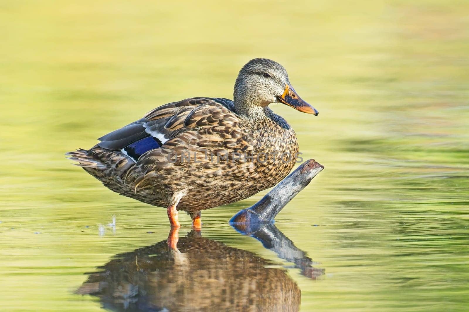 A female mallard duck stands on a stick in the water in Spokane, Washington.