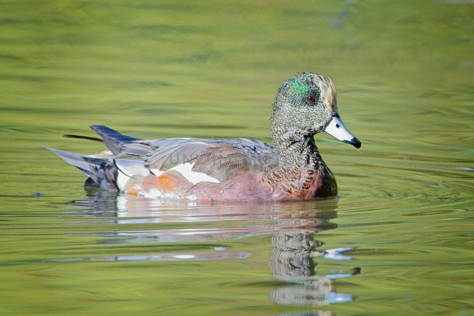 A beautiful American wigeon swims in calm pond water in Spokane, Washington.