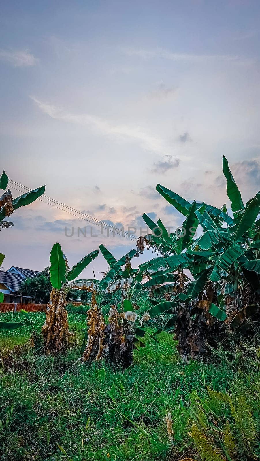 Lush green banana plantation under a serene blue sky. Rustic houses and a fence create a picturesque countryside scene. Perfect for agricultural and rural landscape themes.