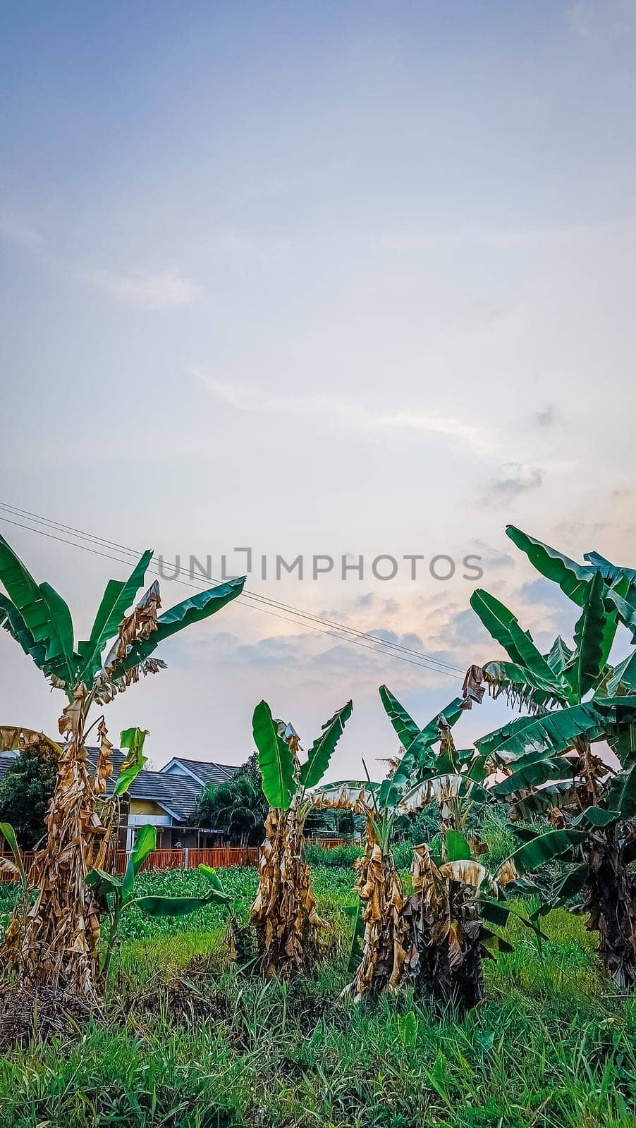 Lush green banana plantation under a serene blue sky. Rustic houses and a fence create a picturesque countryside scene. Perfect for agricultural and rural landscape themes.