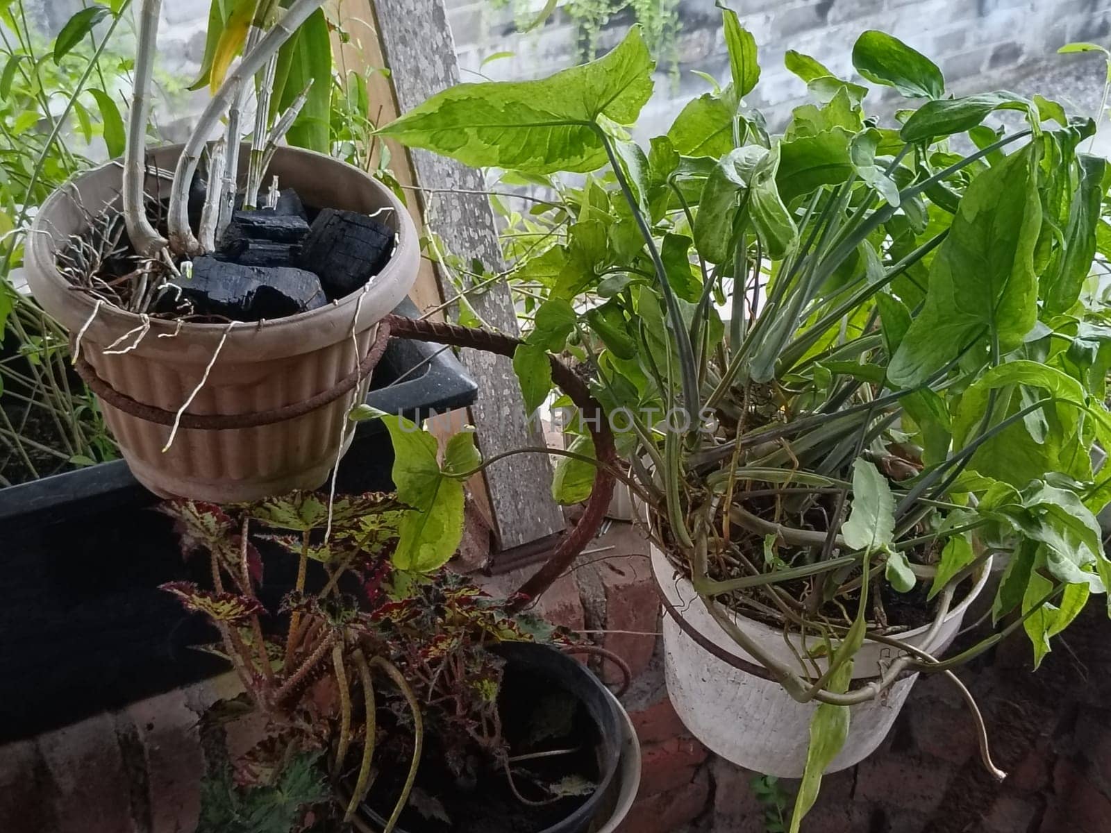 A plant is growing in a pot with a black object in the background. The plant is green and has leaves