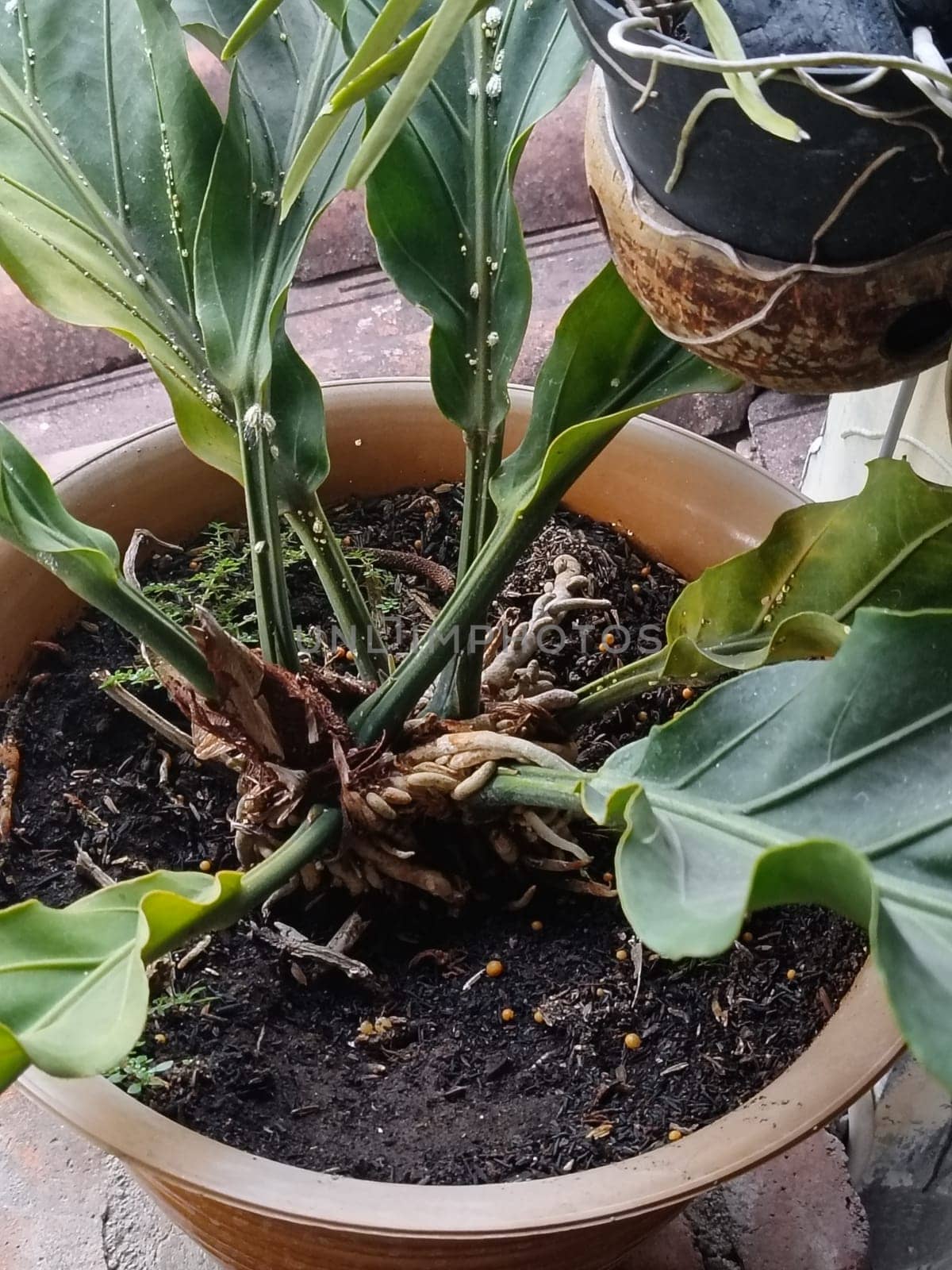 A plant in a pot with brown soil and green leaves. The plant is growing and has a lot of leaves