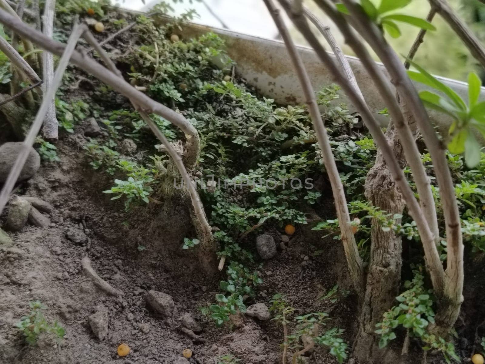 A plant in a pot with brown soil and green leaves. The plant is growing and has a lot of leaves