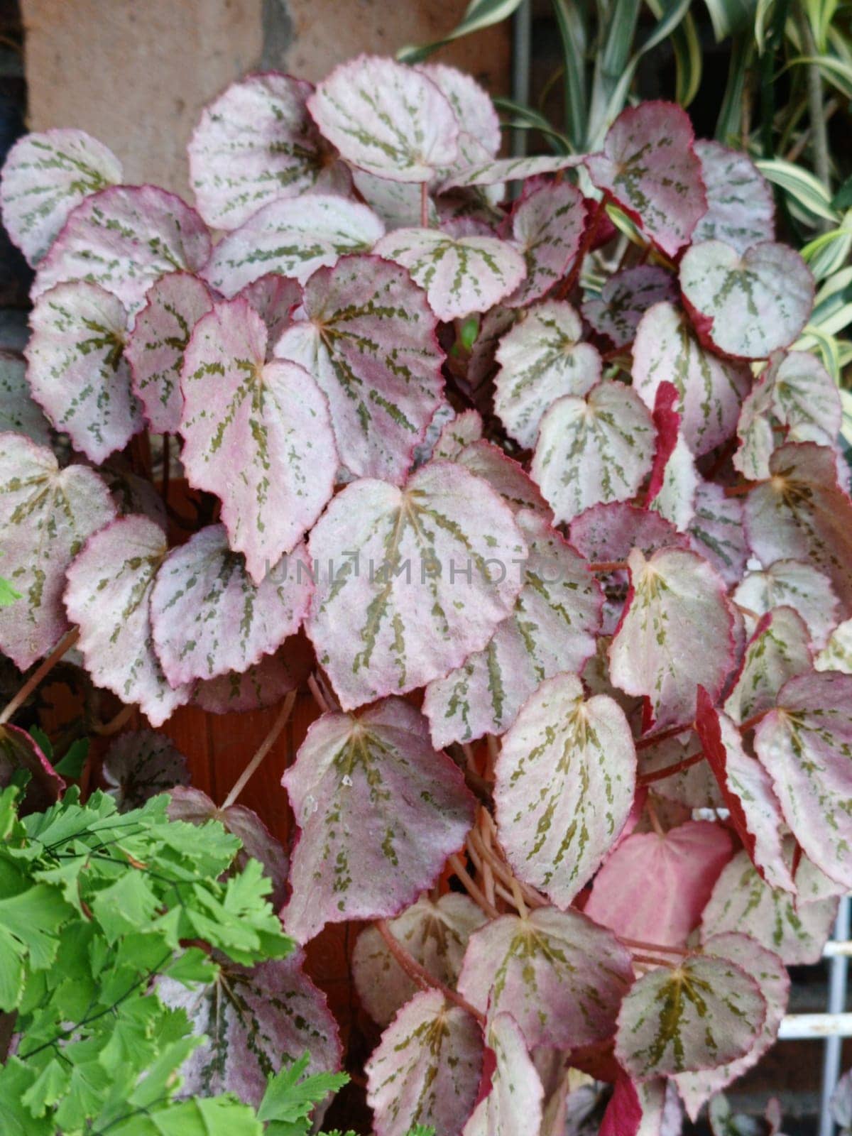 A closeup view of beautiful begonia leaves showcasing their pink and green hues. These leaves exhibit a striking pattern and texture, making them ideal for botanical and nature themes.