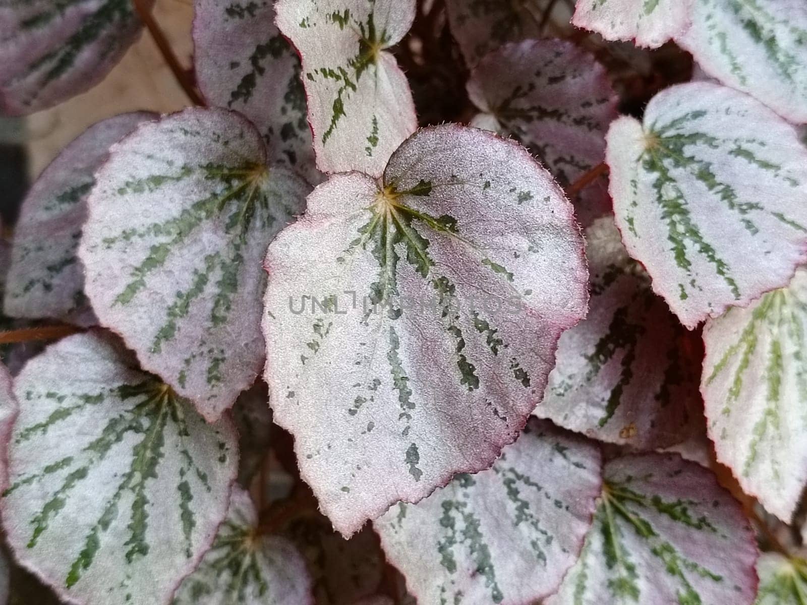 A closeup view of beautiful begonia leaves showcasing their pink and green hues. These leaves exhibit a striking pattern and texture, making them ideal for botanical and nature themes.
