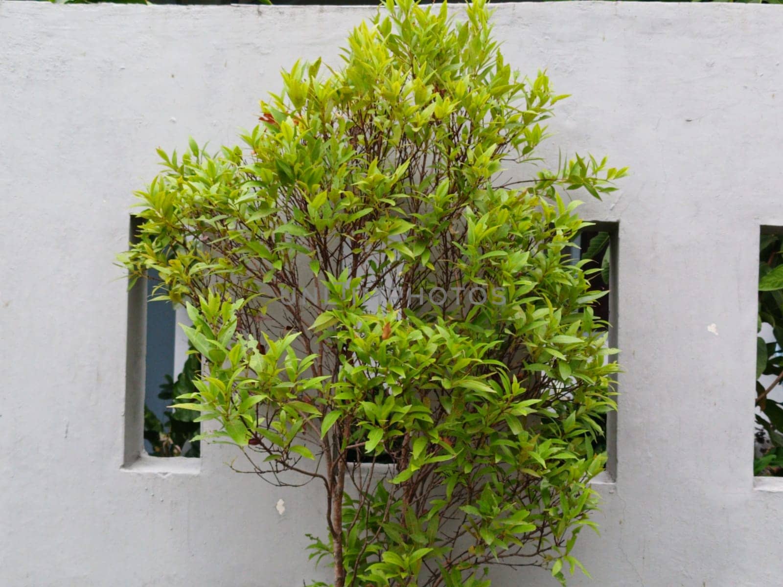 A lush green plant thrives against a minimalist white concrete wall, embodying a blend of nature and architecture. Ideal for concepts of growth, urban design, and harmony.