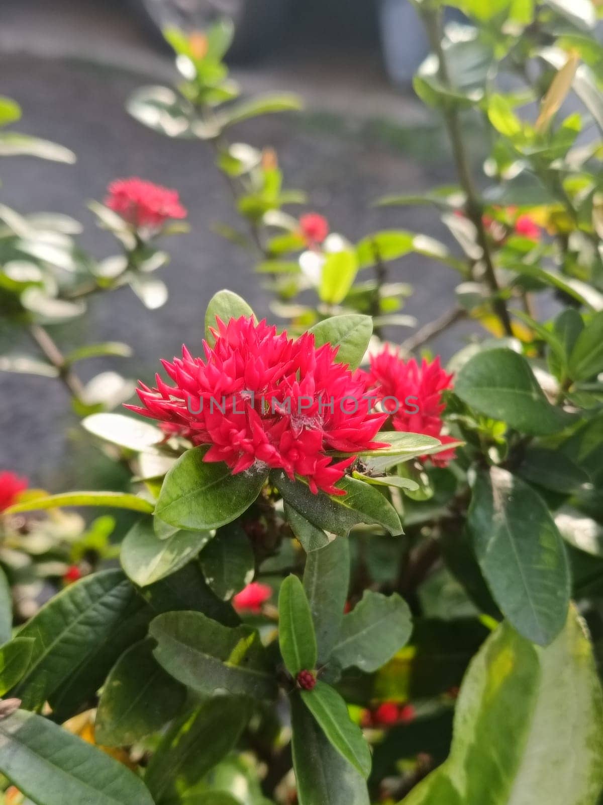 Close-up of bright red ixora flowers blooming amidst dense green foliage, capturing a vibrant and refreshing outdoor scene. Ideal for garden or nature-related themes.