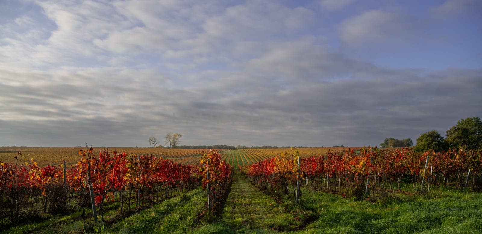 Autumn landscape around Bordeaux vineyards, Bordeaux Vineyard at sunrise in autumn, Entre deux mers, Langoiran, Gironde. High quality photo