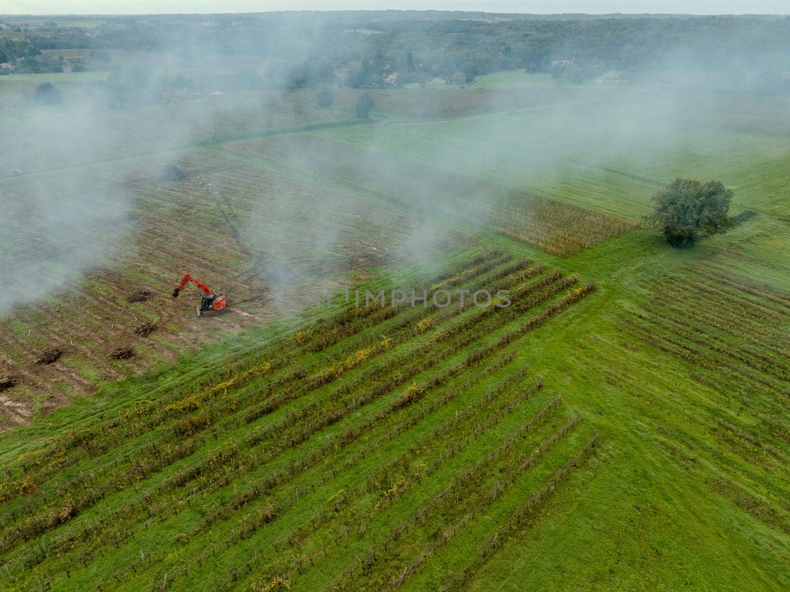 FRANCE, GIRONDE, NAUJAN-ET-POSTIAC, BORDEAUX VINEYARD UPROOTING CAMPAIGN WITH BACKHOE LOADER. High quality photo