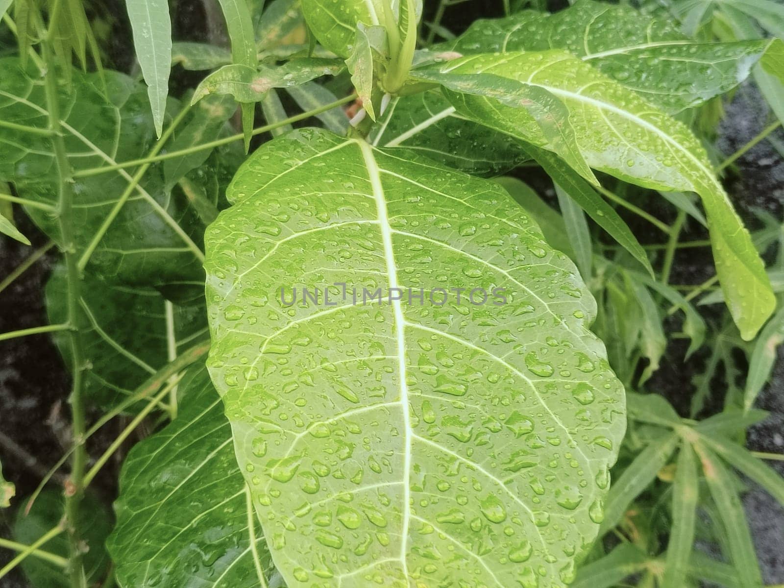 Close-up of vibrant green leaves covered in water droplets, showcasing nature's beauty after a fresh rainfall. Capturing the lush and refreshing essence of the natural environment.