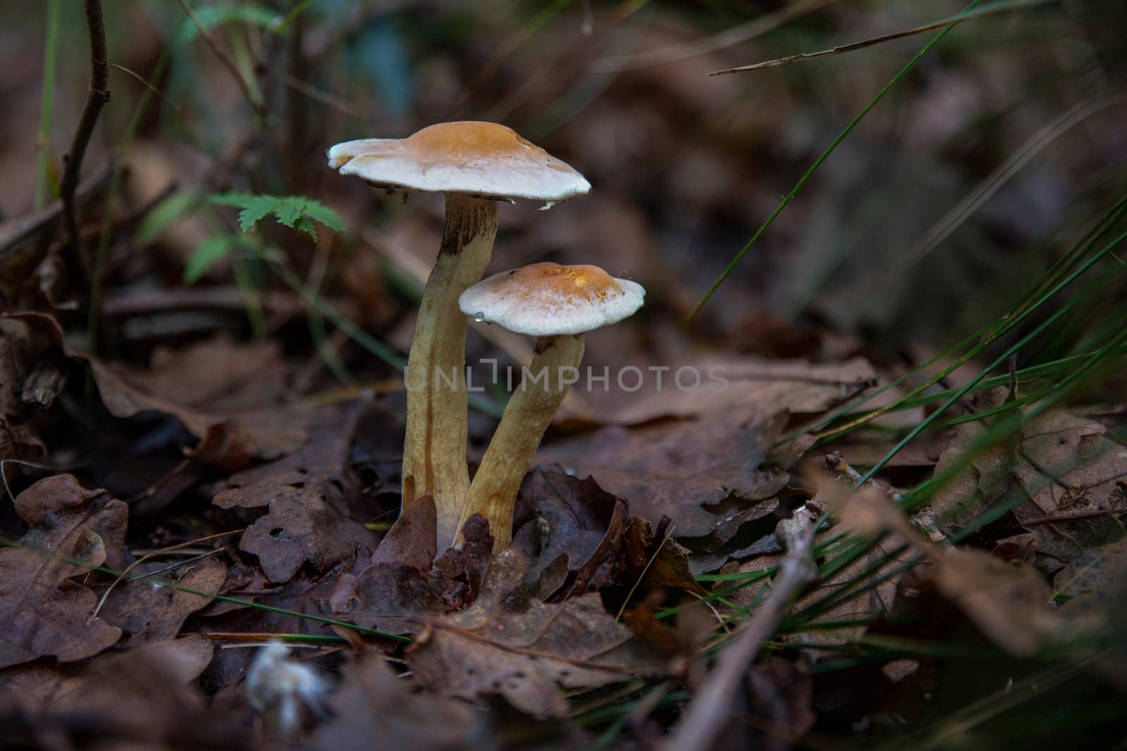Two mushrooms Hypholoma fasciculare emerging from the forest floor, surrounded by fallen leaves and greenery. Captures the natural beauty and simplicity of woodland environments