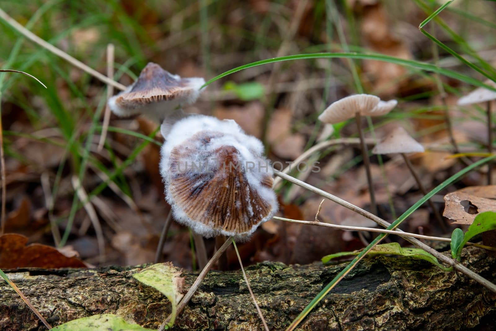 Macro shot of fuzzy moldy mushrooms growing in a lush forest environment. The image captures natural beauty, woodland life, and the intricate details of fung