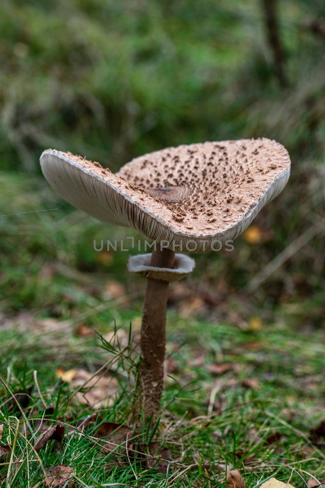 A large, intricately textured wild Macrolepiota procera mushroom stands tall in a lush woodland. The scene captures the essence of nature's beauty and the complexities of forest ecosystems.