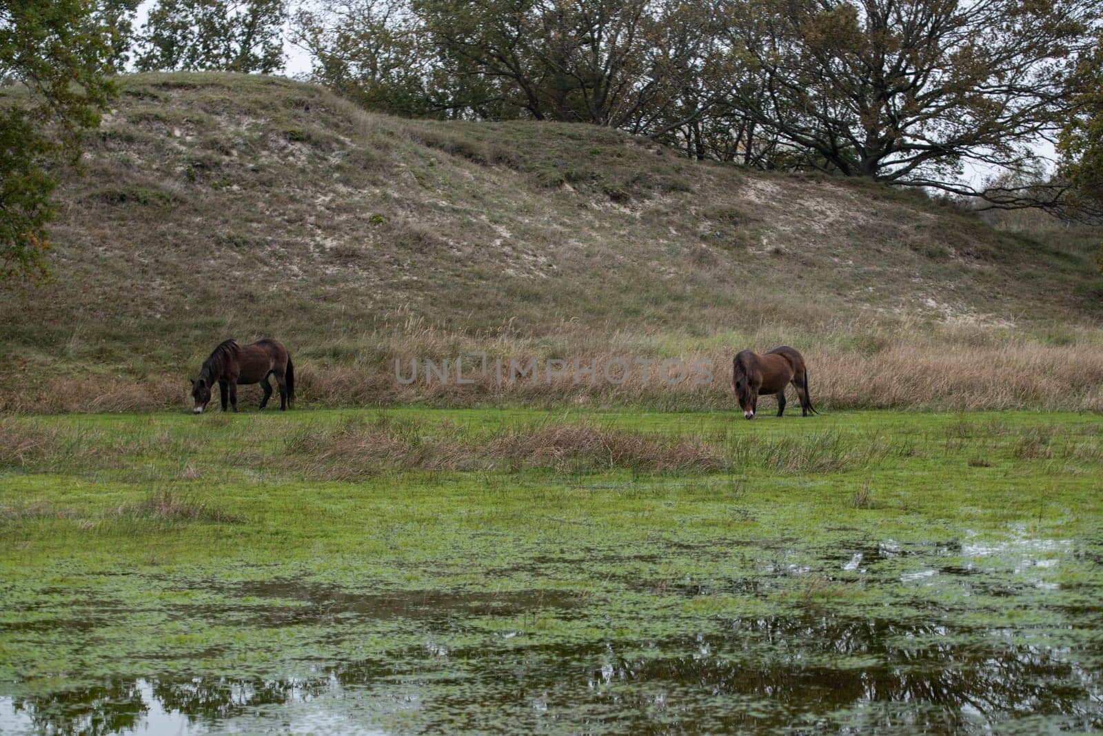 A group of wild horses peacefully graze in a lush meadow, surrounded by natural scenery. The tranquil scene captures the essence of untouched nature and wildlife harmony.