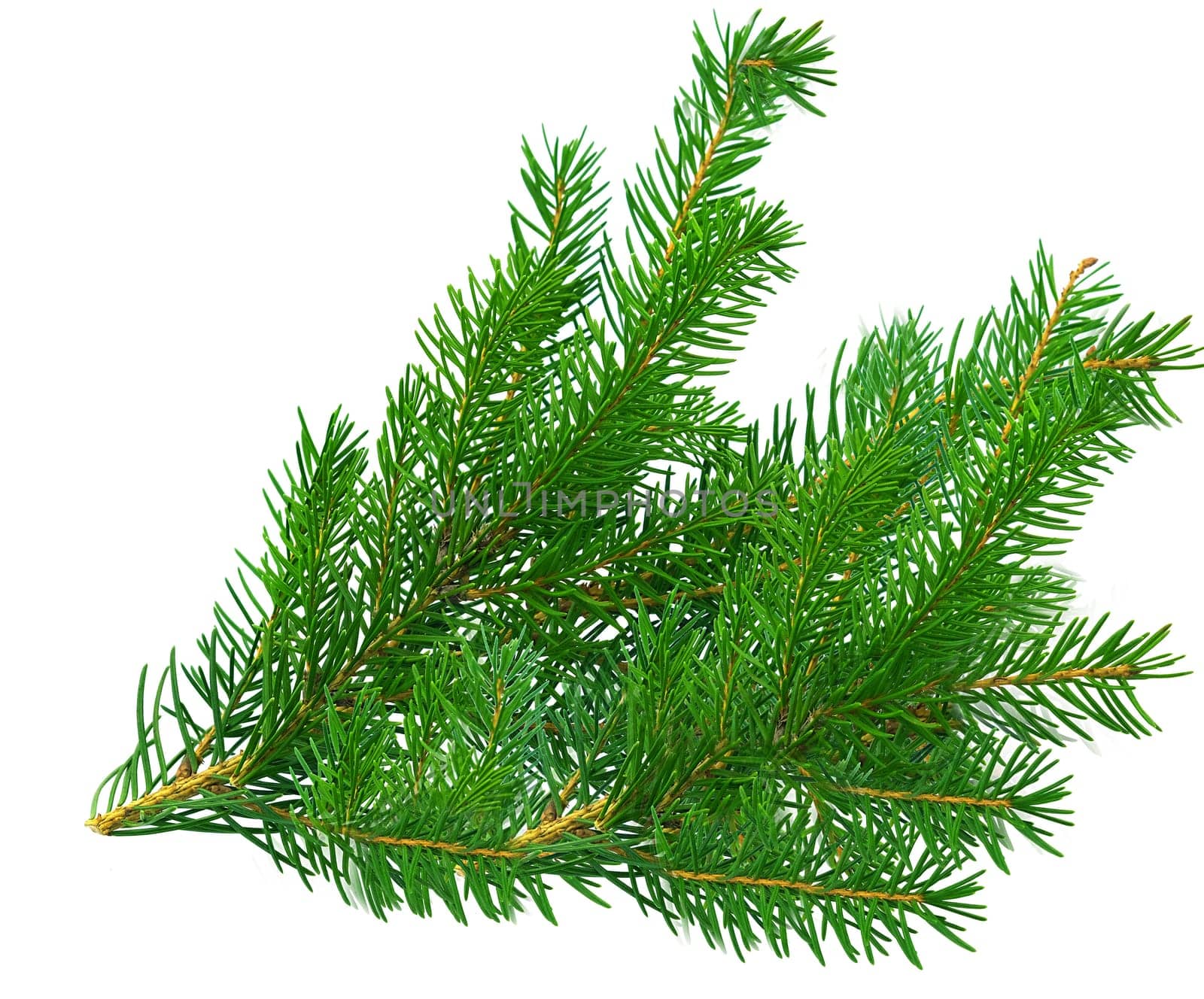 A green spruce or pine branch with needles. Isolated on a white background in close-up.
