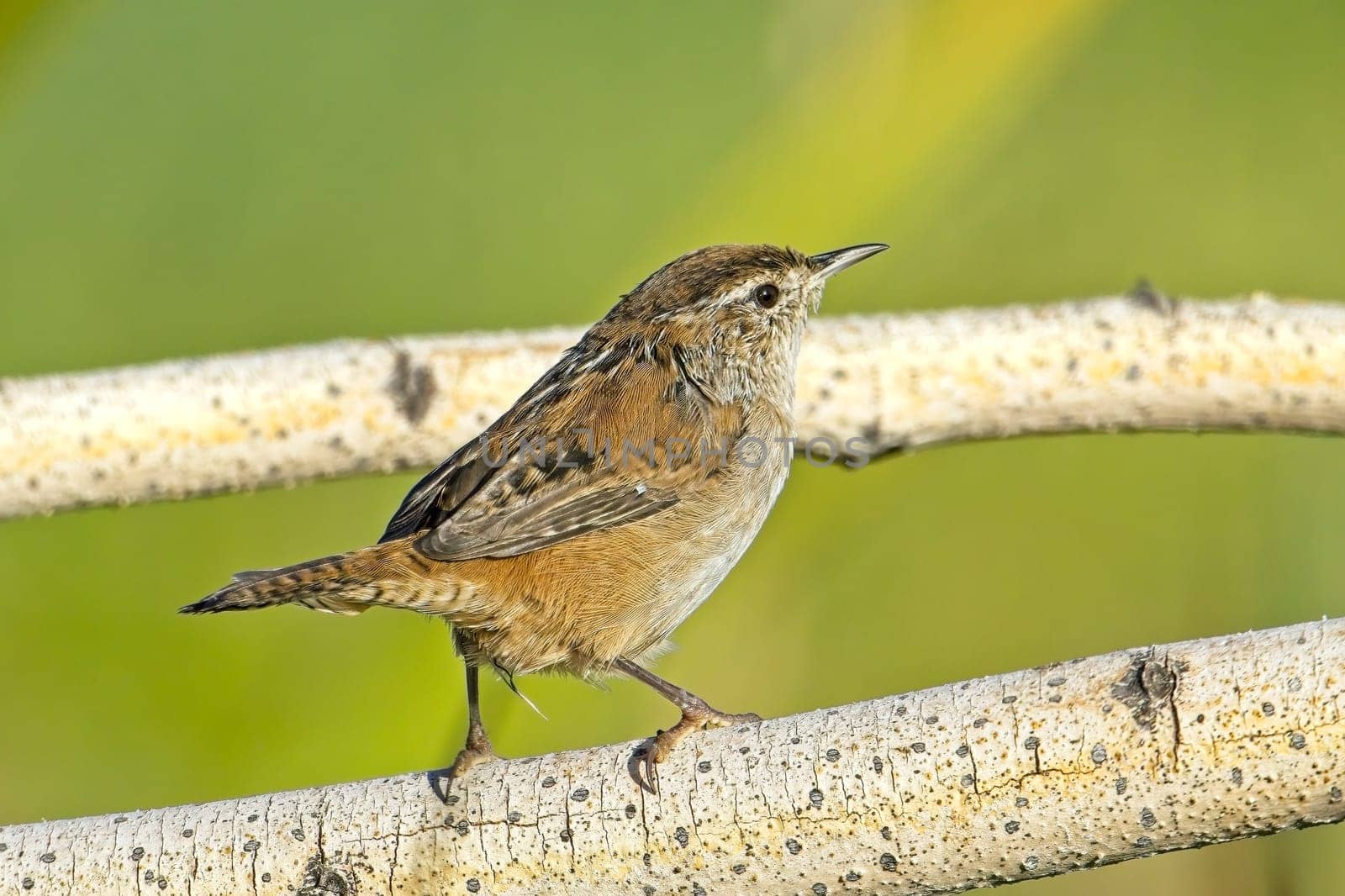A cute Bewick's Wren songbird is perched on a small branch in a wetlands area near Liberty Lake, Washington.