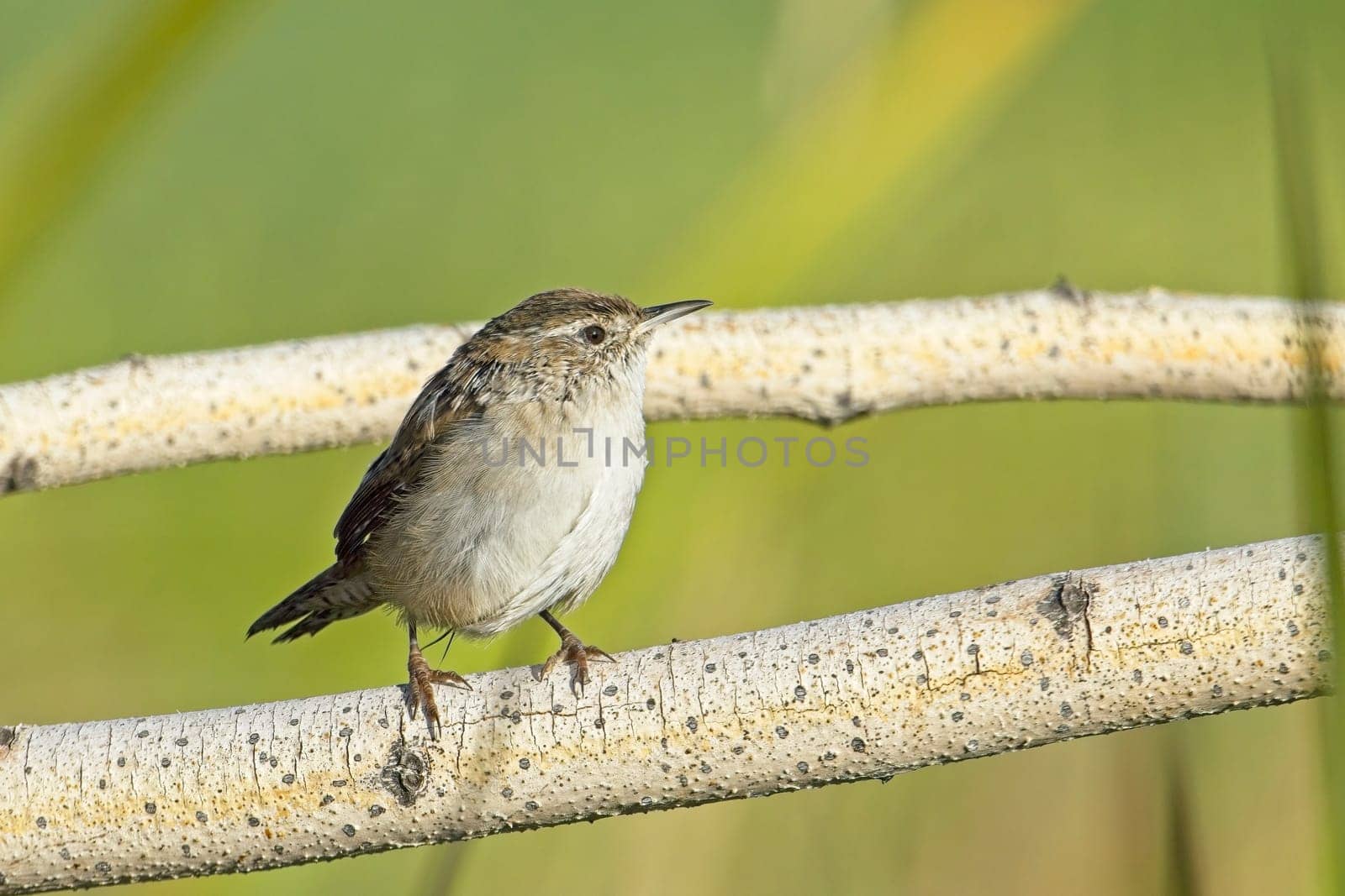 A cute Bewick's Wren songbird is perched on a small branch in a wetlands area near Liberty Lake, Washington.