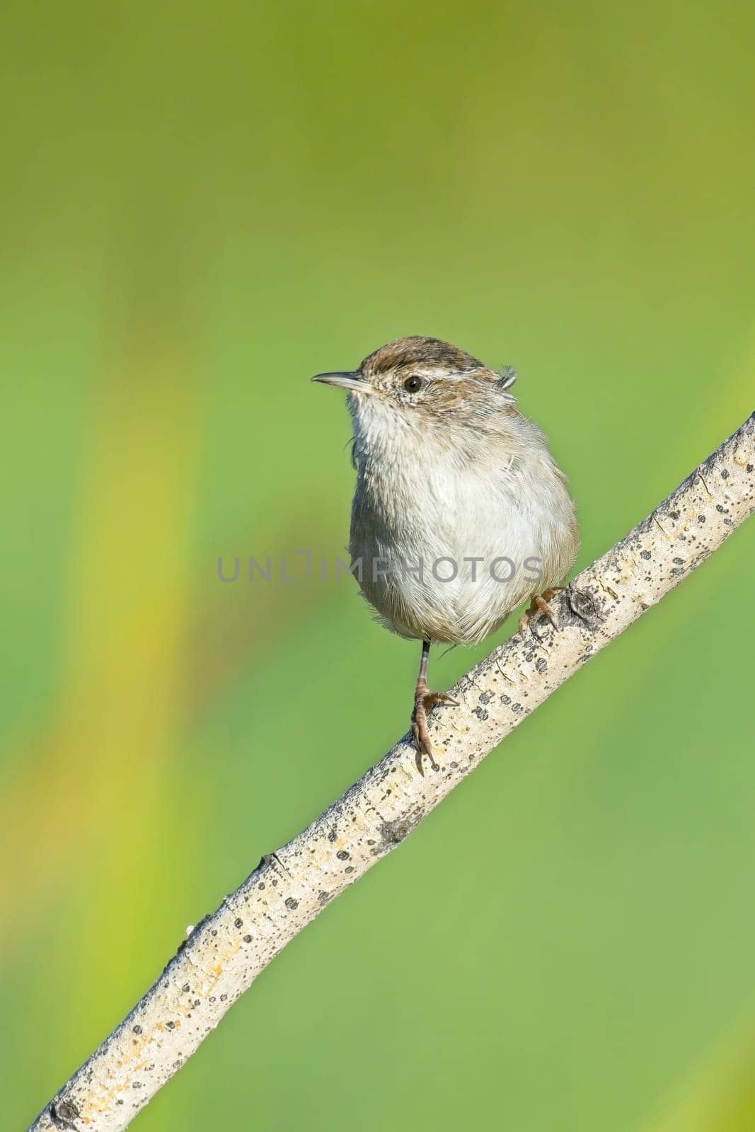 A cute Bewick's Wren songbird is perched on a small branch in a wetlands area near Liberty Lake, Washington.