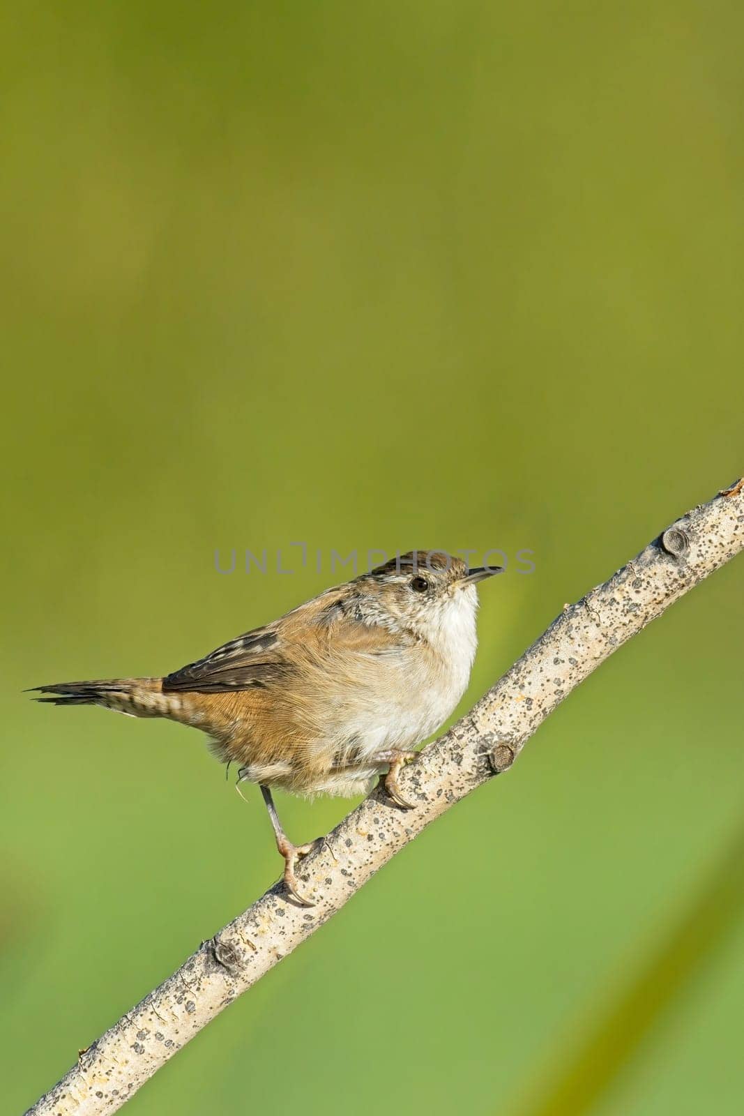 A cute Bewick's Wren songbird is perched on a small branch in a wetlands area near Liberty Lake, Washington.