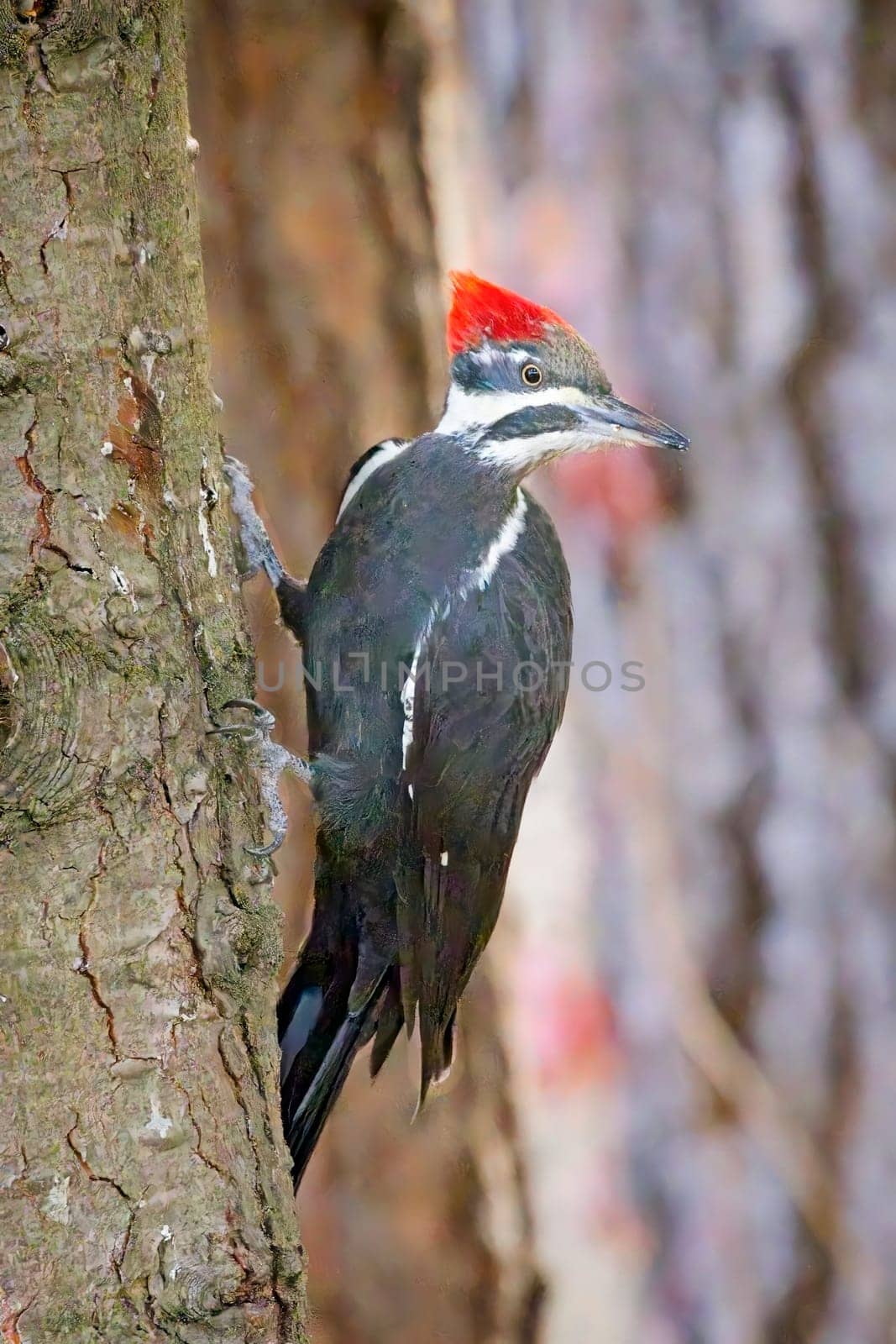 A beautiful pileated woodpecker is perched on the side of a tree looking for food in north Idaho.