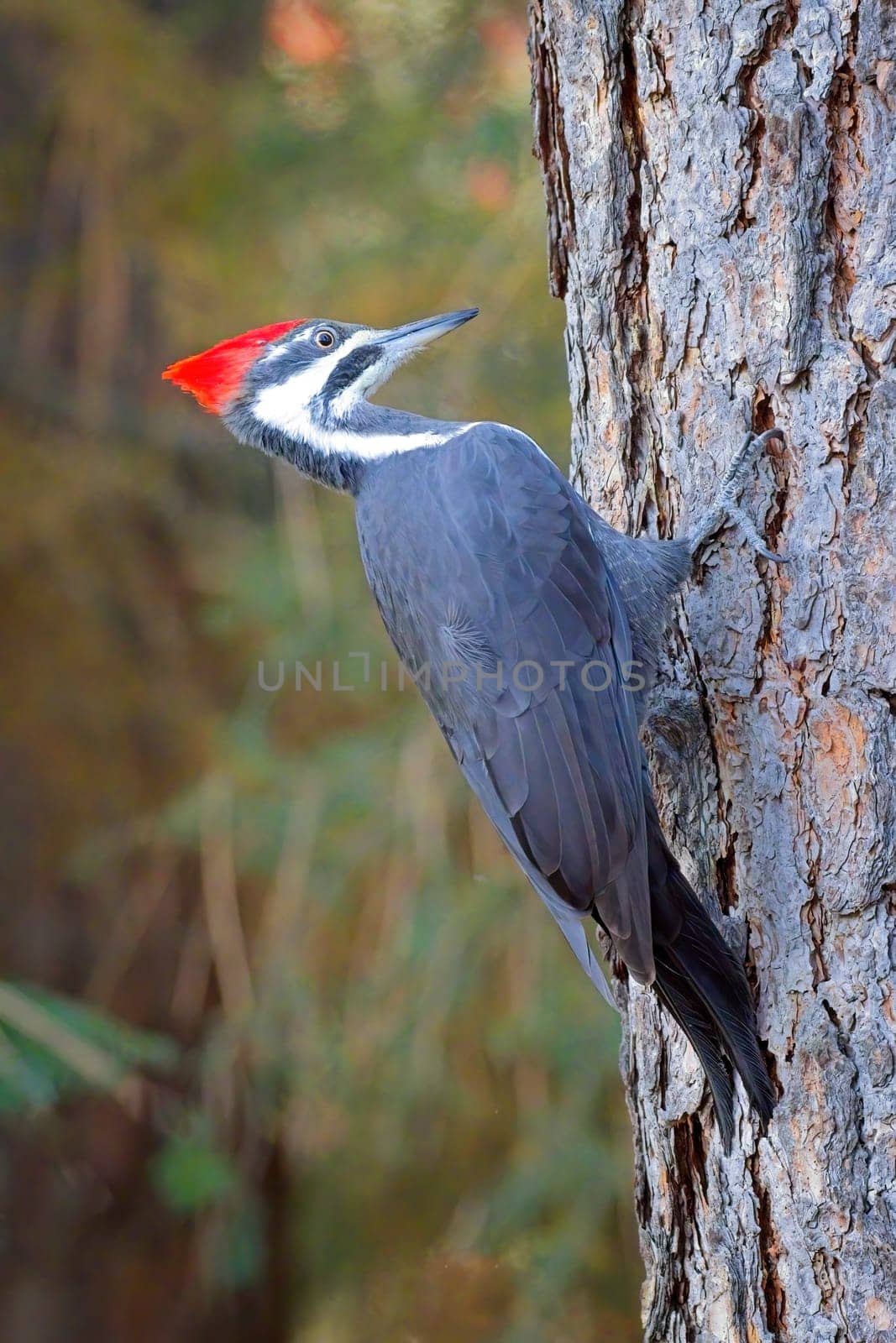 A beautiful pileated woodpecker is perched on the side of a tree looking for food in north Idaho.