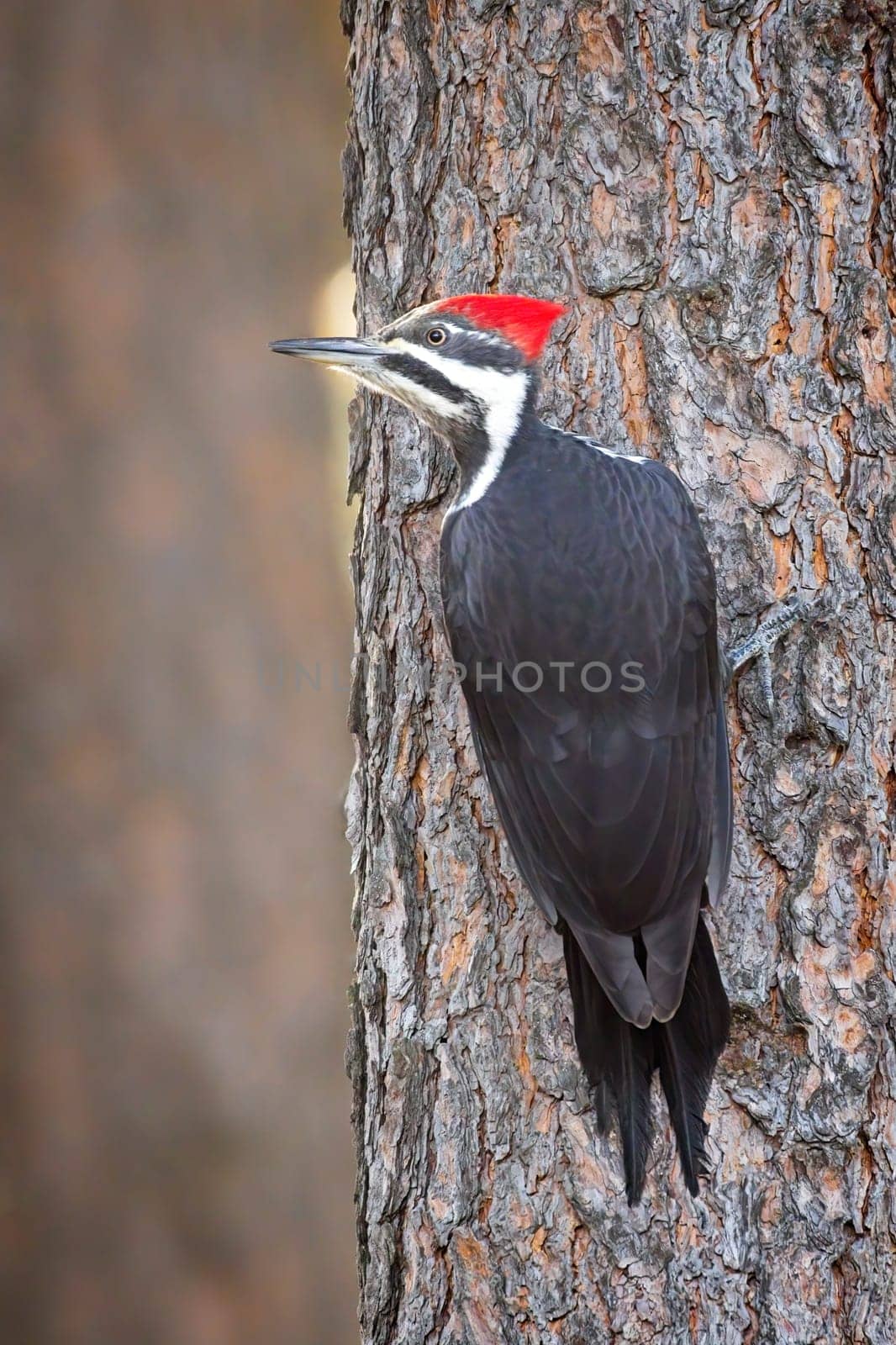 A beautiful pileated woodpecker is perched on the side of a tree looking for food in north Idaho.
