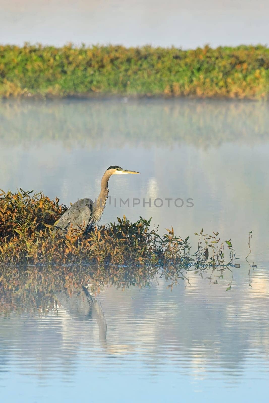 A great blue heron stands on the edge of a calm lake and casts a reflection in the water near Liberty Lake, Washington.
