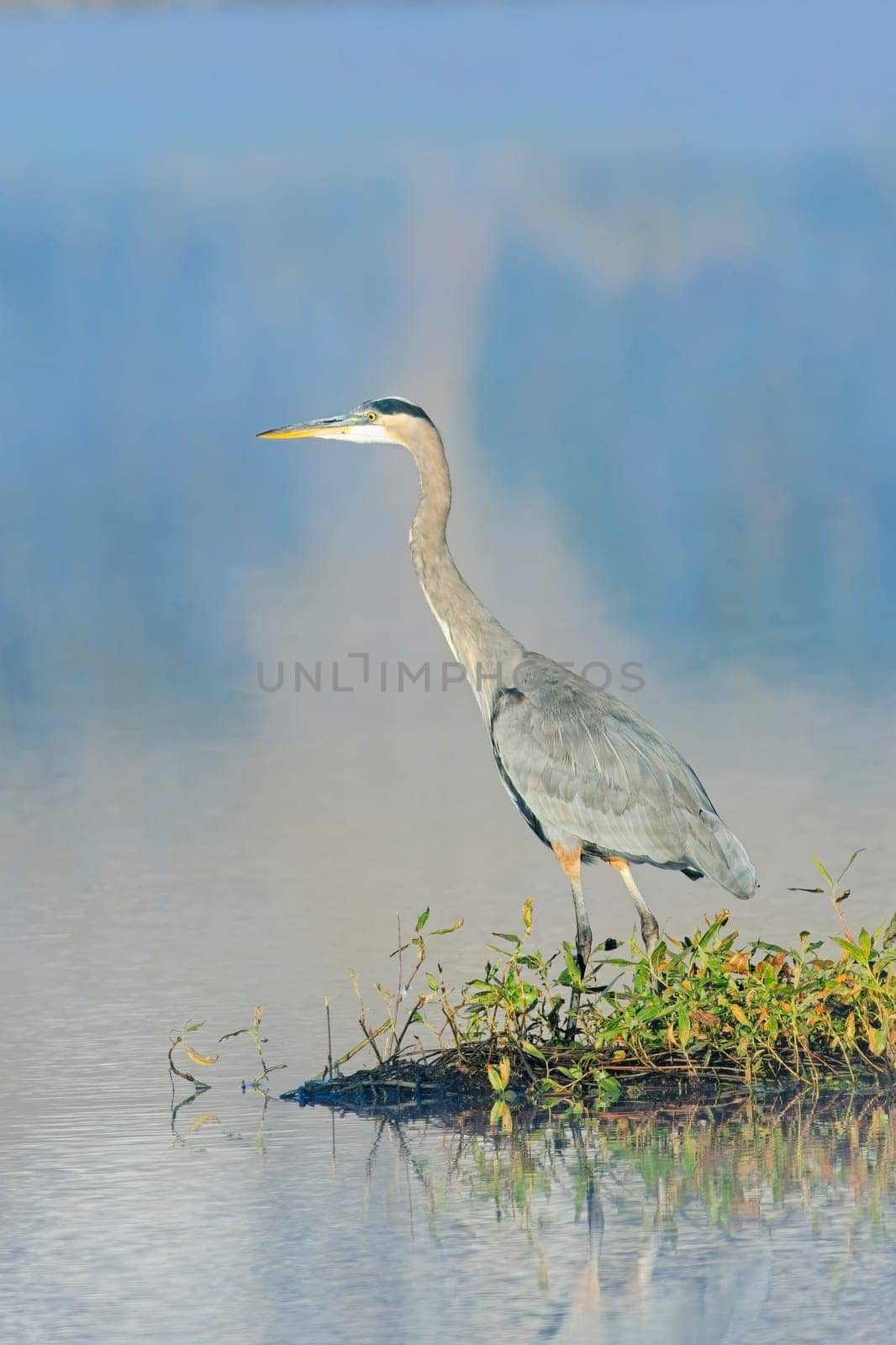 A great blue heron stands on the edge of a calm lake near Liberty Lake, Washington.