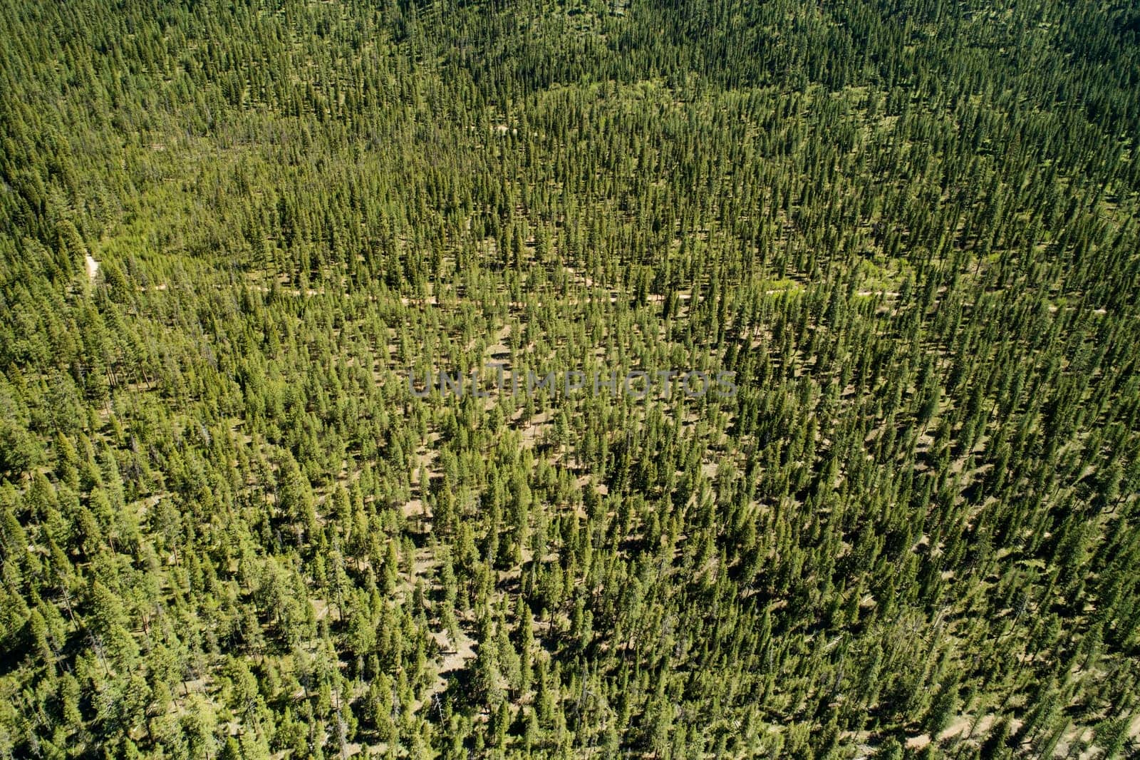 A stunning aerial perspective highlighting an expansive evergreen forest, showcasing dense green foliage under sunlight. Perfect for themes of nature, wilderness, and environmental conservation.