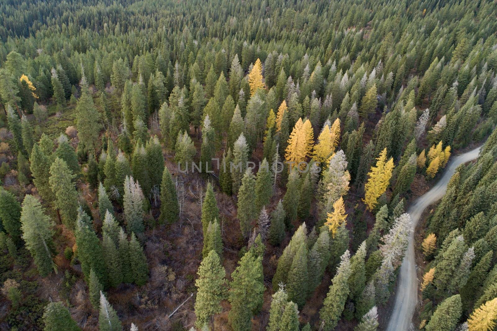 Scenic aerial view of a lush, autumn forest with mixed foliage and a winding dirt road. Captivating natural landscape showcasing vibrant fall colors and tranquility of untouched wilderness.
