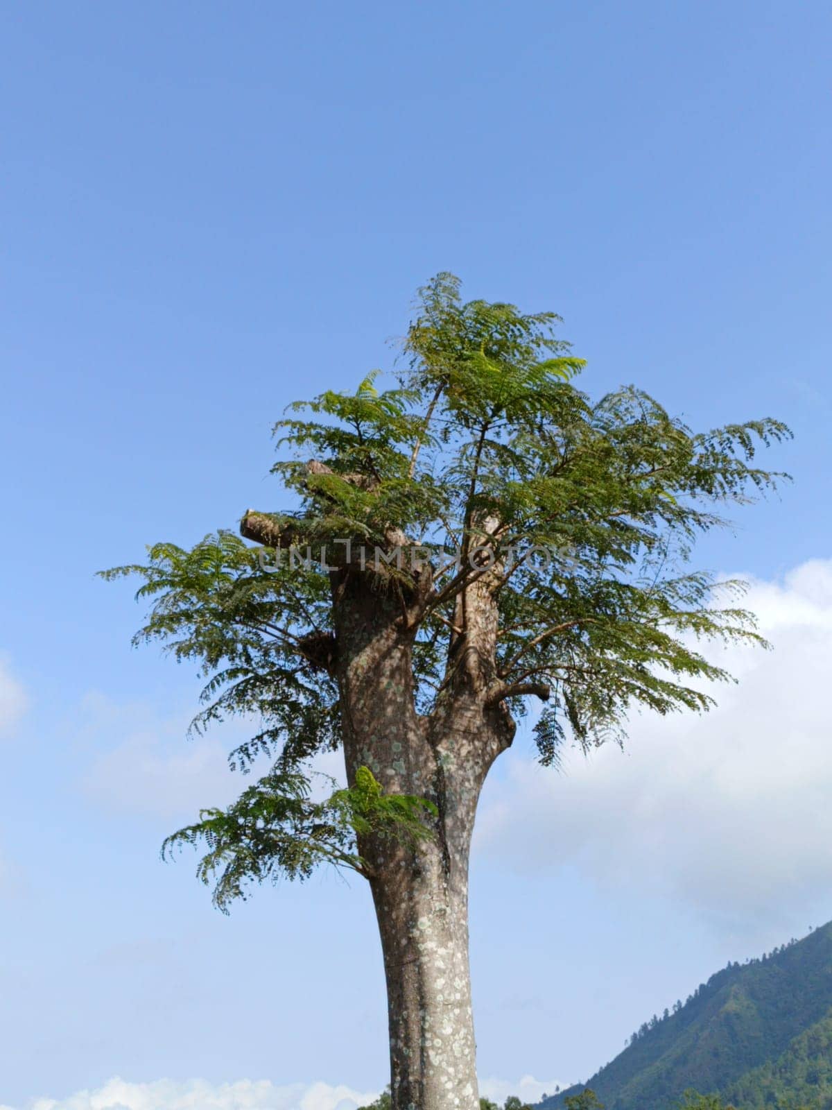 A tall tree with vibrant green leaves stands majestically against a backdrop of a clear blue sky, symbolizing nature's beauty and tranquility. Ideal for themes of growth and serenity.