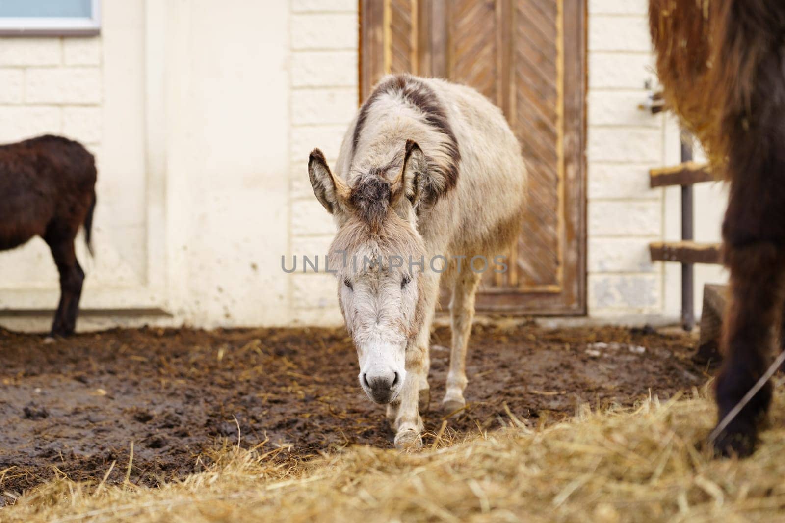 Donkey feeds on hay, showcasing its strength and elegance in the peaceful setting.