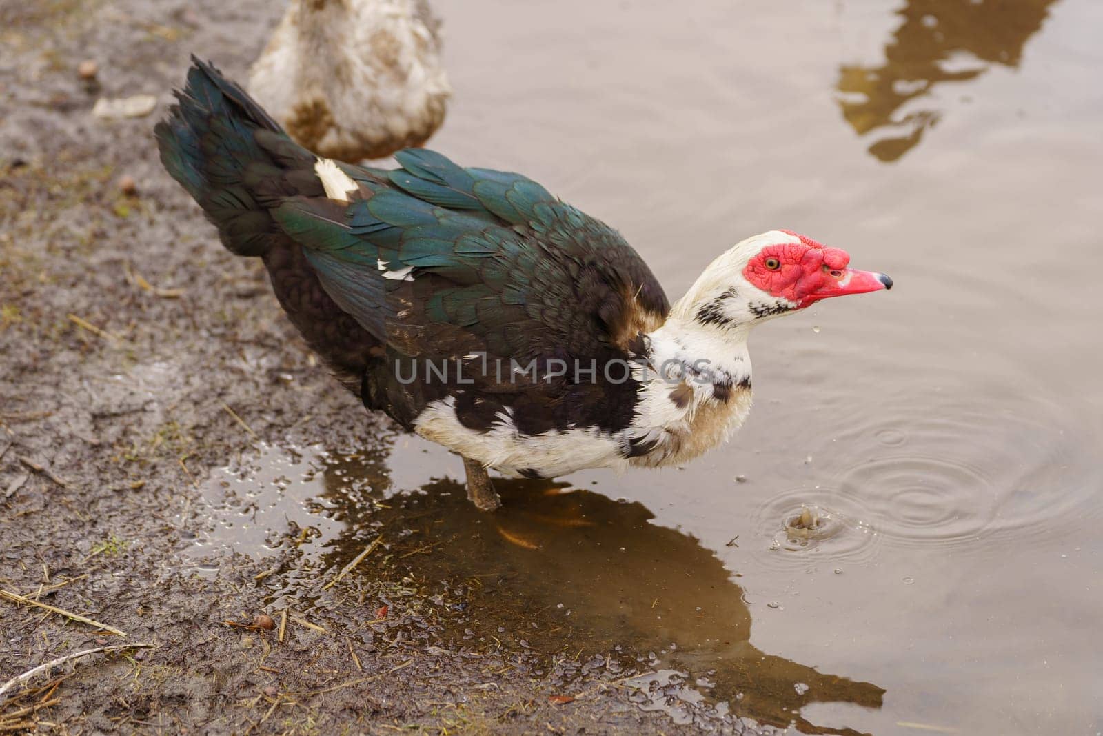 Muscovy duck is captured up close, displaying its unique plumage and detail in a farm setting.