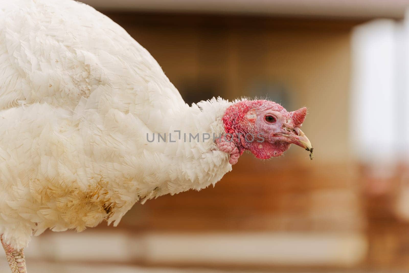Domestic turkey confidently strides across the terrain of a farmyard rural life.