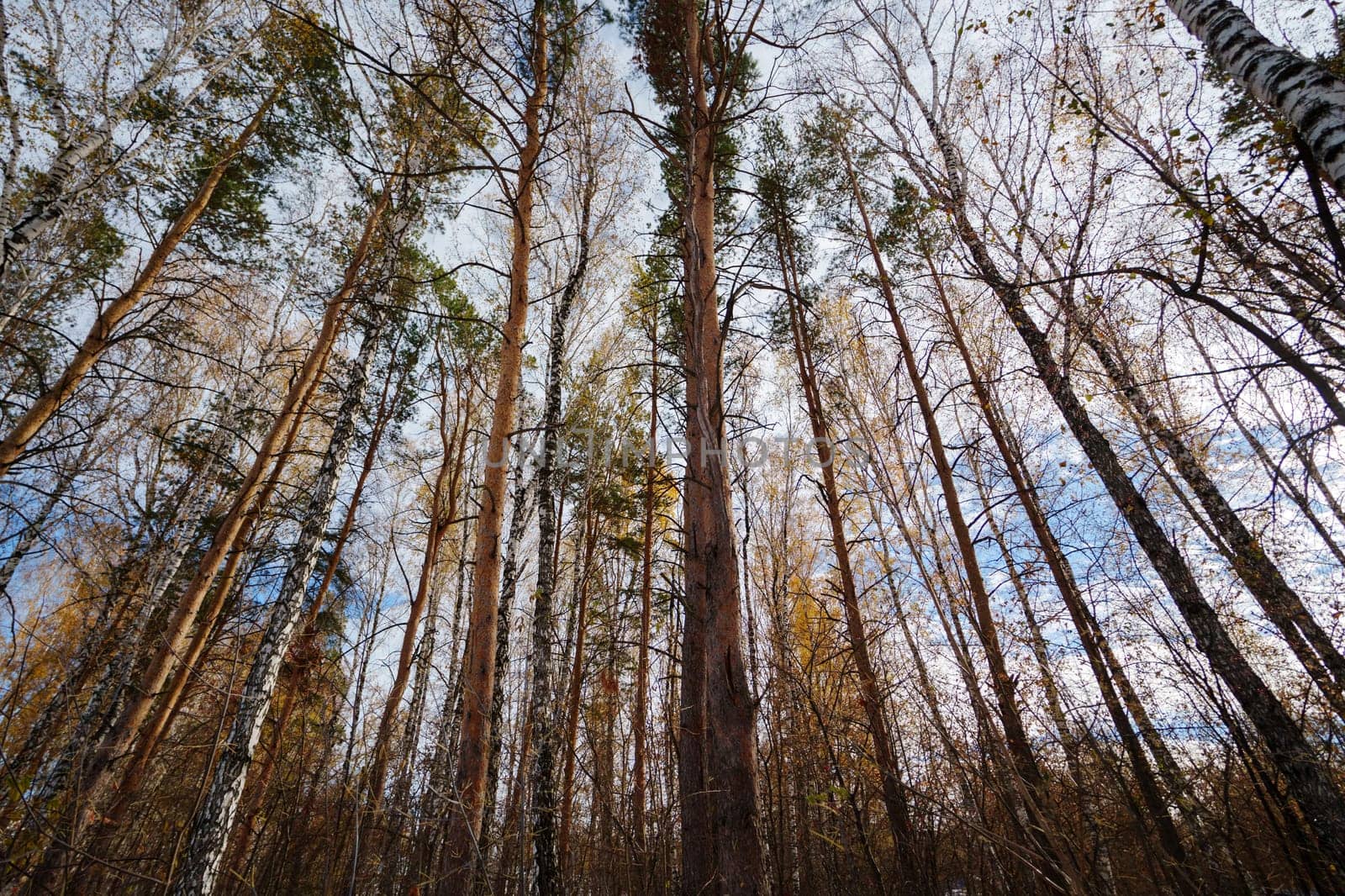 Sunlight filters through a canopy of towering pine trees, illuminating the forest floor while vibrant autumn leaves scatter below.