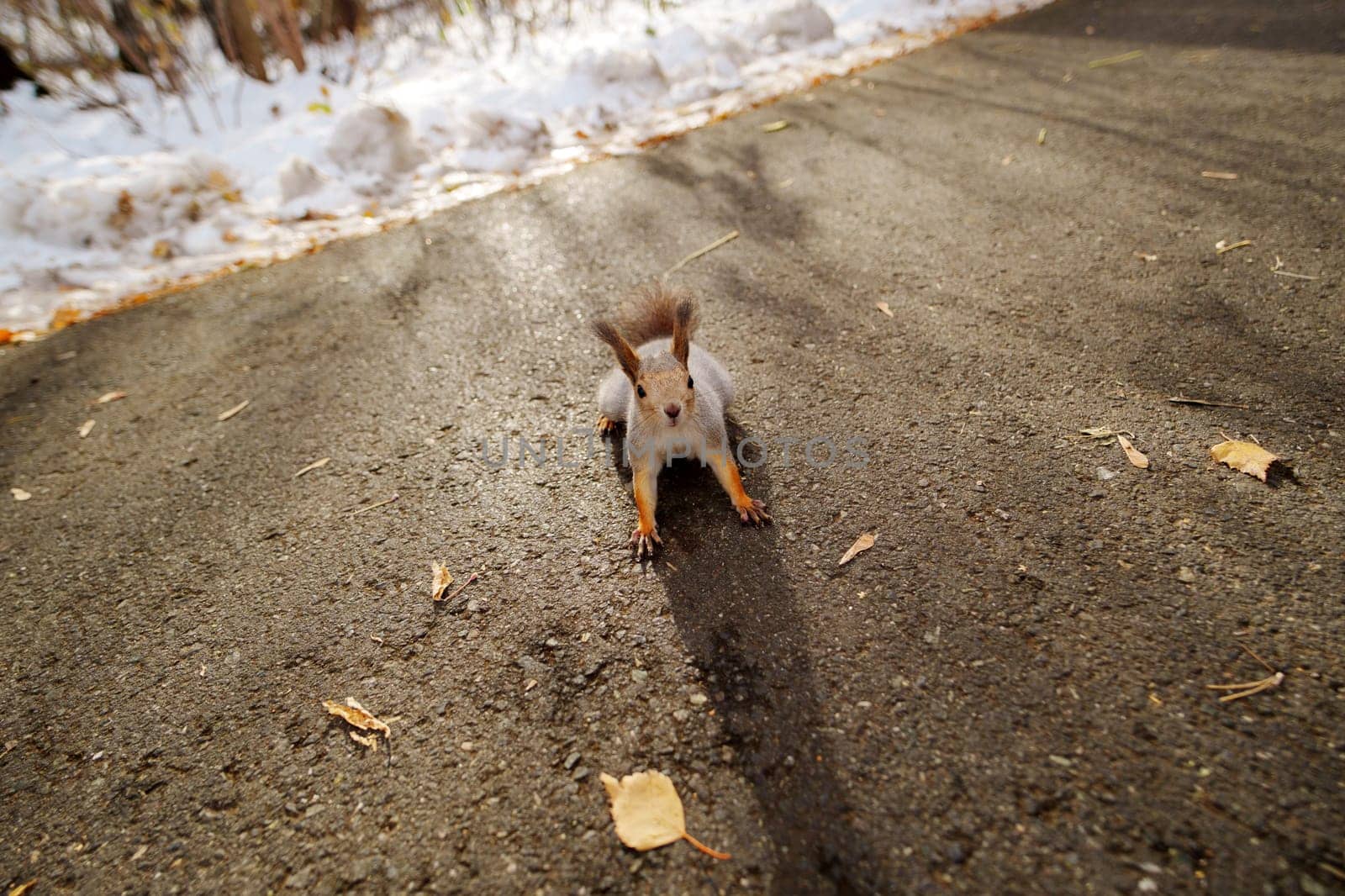 The small squirrel stands on a path, curiously observing its surroundings.