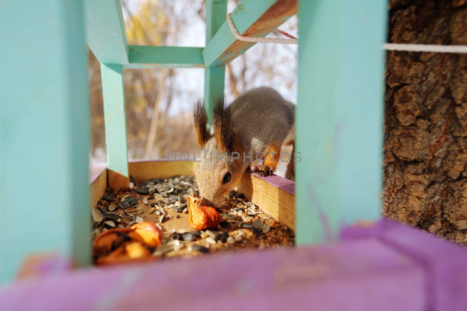 A curious squirrel peeks out from a colorful bird feeder in a winter landscape, highlighting nature's playful moments