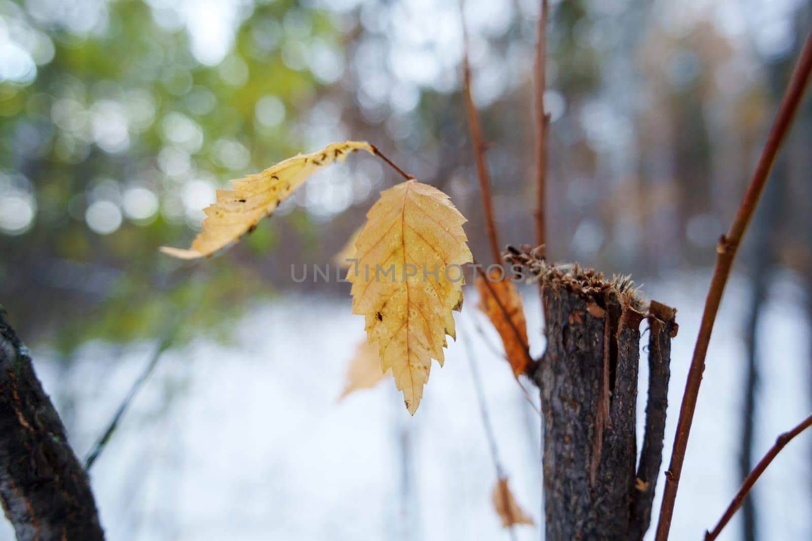 Vibrant golden leaves still cling to the branches as the chill of autumn settles in of the season.