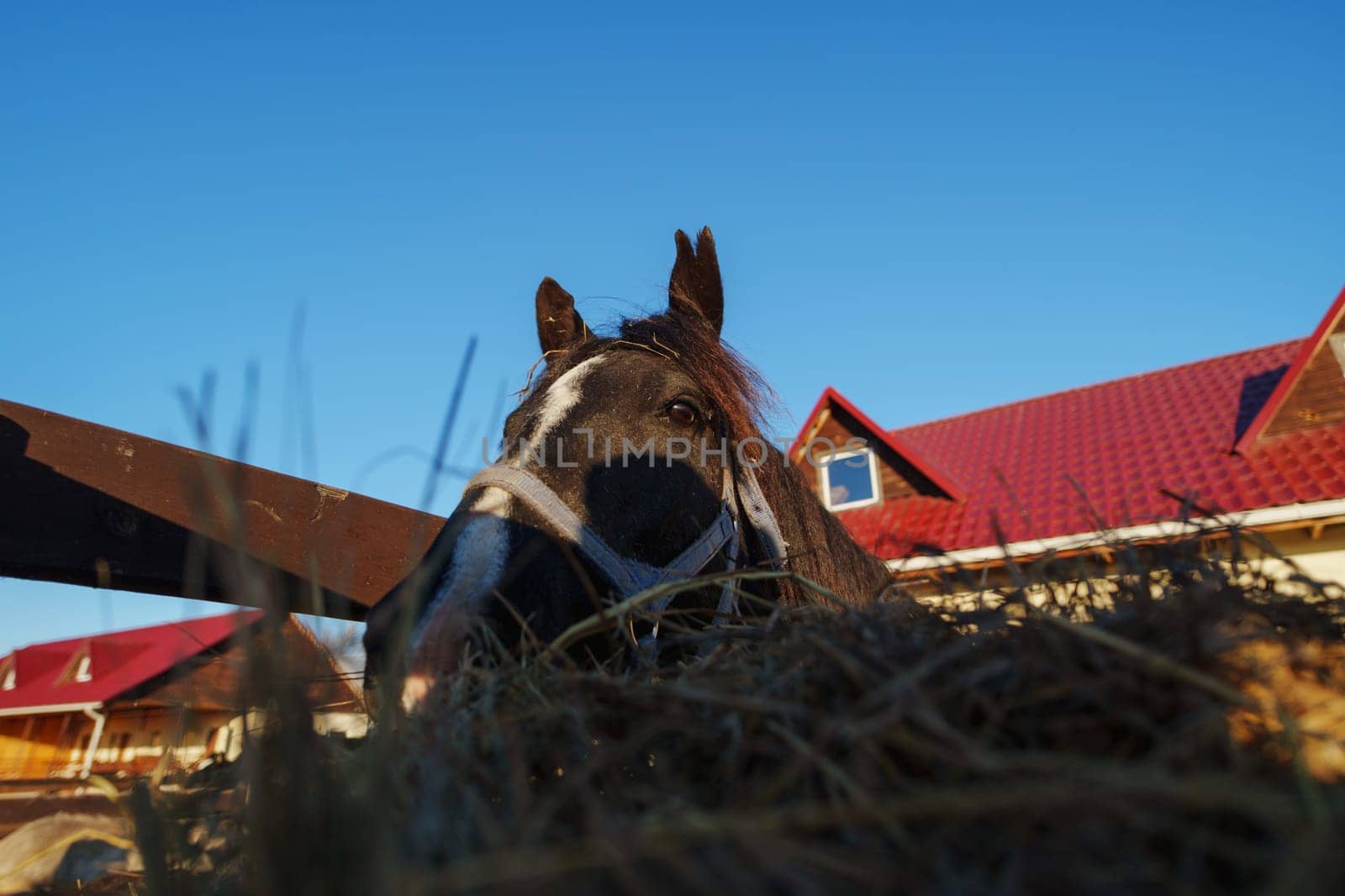 A curious horse enjoys fresh hay in the warm sunlight near a charming rural home on a clear day